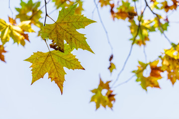 Beautiful Colorful Autumn Leaves