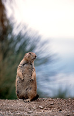 standing prairie-dog