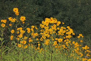 Obraz premium yellow marigolds