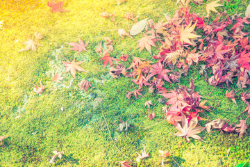 Red Yellow autumn maple leaves on fresh spring green grass