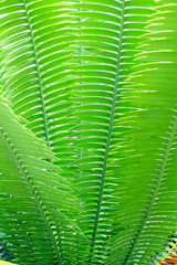 green palm leaf pattern