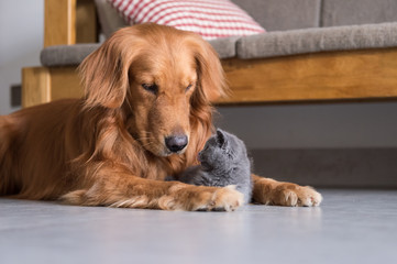 Golden retrievers and shorthair kitten