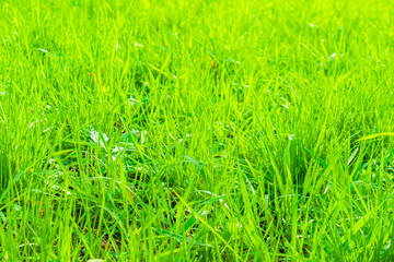 Fresh spring green grass