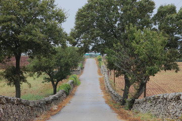 tree n stone lined road