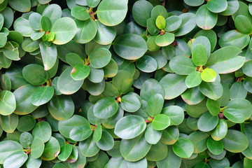 fresh green leaf background