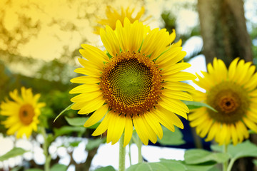 Naklejka premium sunflower with soft tone