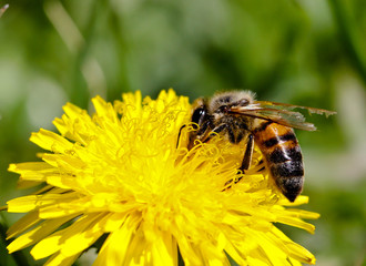 Honey bee on a yellow dandelion