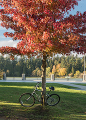 red maple tree and bike