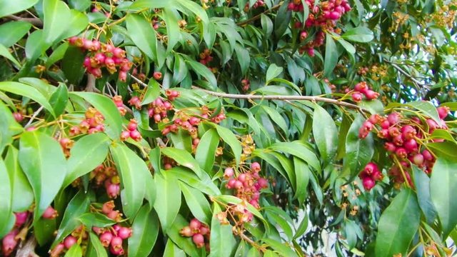 Tree of magenta cherry named also magenta lilly pilly, scientific name Syzygium paniculatum, from the Myrtaceae family with edible wild fruits of sour apple-like flavour.
