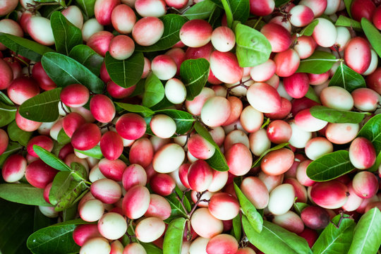 Carissa carandas L. herb's tree