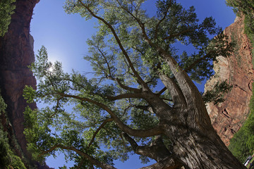 great tree n mtn fisheye