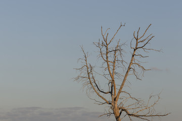 Fototapeta na wymiar Trees drought