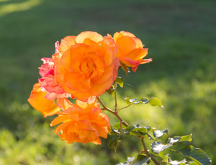 beautiful rose closeup