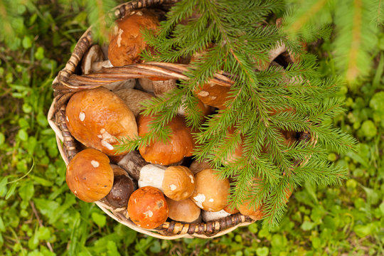 Fresh Edible Mushrooms Boletus Edubil In Wicker Basket With Fir Branch On Green Grass In Forest Top View. Harvesting Mushrooms. Edible Mushrooms In Basket.