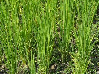 Young rice plant in the field.