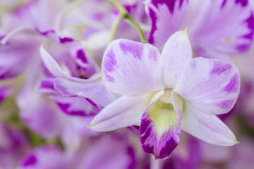Thai Orchid