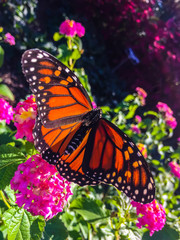 male monarch butterfly on pink flowers