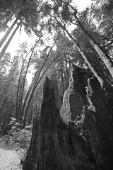 Fototapeta na wymiar tree stump among tall trees 3 bw
