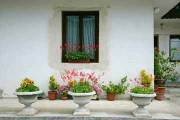 Fototapeta na wymiar potted plants n house