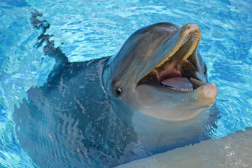 dolphin