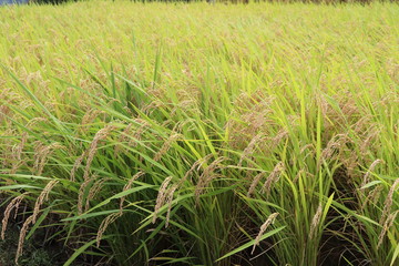 稲刈り直前の田んぼ、稲穂　rice paddy