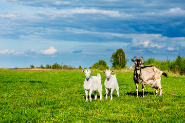 Fototapeta premium Two little goat with my mother goat