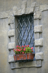 Fototapeta na wymiar geraniums in window