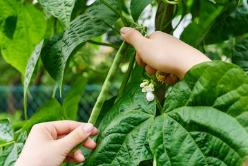 Gartenarbeit Bohnenernte