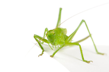 Green Grasshopper