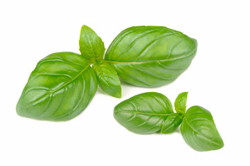 Fresh Green Basil Isolated on White Background