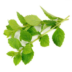 Lemon Balm (Melissa Officinalis) Isolated on White Background