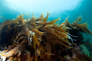 Sunny reef with sea cabbage laminaria - obrazy, fototapety, plakaty