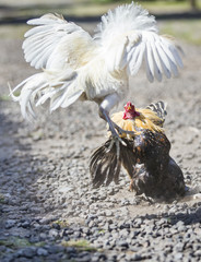 cockfight in rural Bali