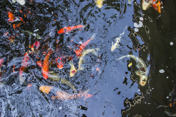 Koi fish swimming in the pond, Colorful koi fish in the pond