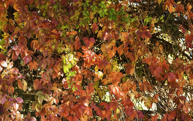 Many Autumn colored tree leaves in vibrant colors.