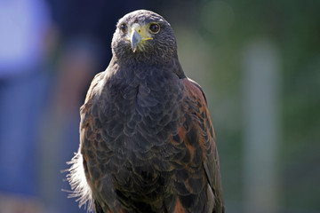 harris hawk