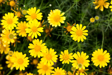 Obraz premium Thymophyllia
