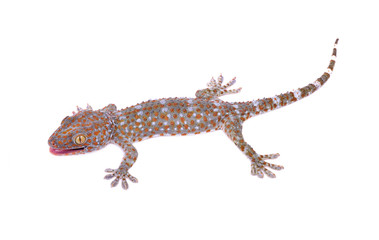  gecko isolated on white background