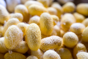 Silk Cocoon