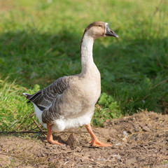 domestic goose on a farm