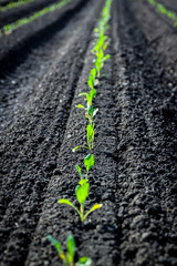 Growth
