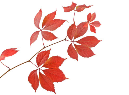 Autumn Red Leaves Isolated On White Background