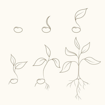 Process of kidney bean plant evolution and growth