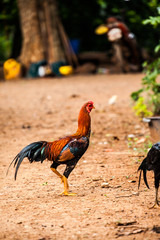 Chickens indigenous to Thailand.