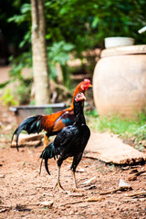 Chickens indigenous to Thailand.