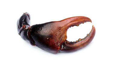 Crab claws on a white background