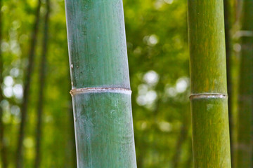 竹林の竹