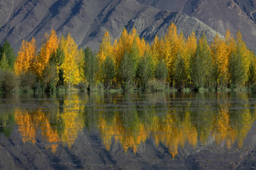 trees reflection mtns n clouds
