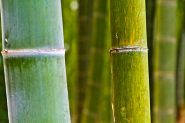竹林の竹