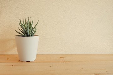 Indoor plant on wooden table